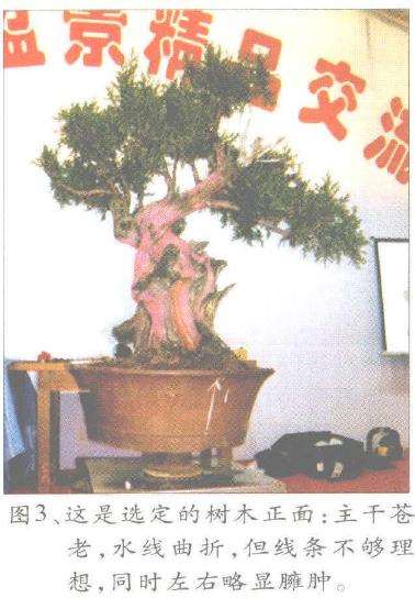 图解 郑诚恭怎么丝雕柏树盆景的25个步骤