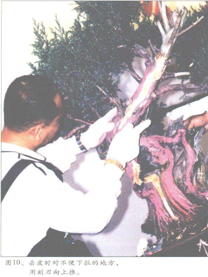 图解 郑诚恭怎么丝雕柏树盆景的25个步骤