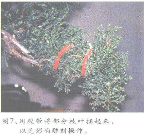 图解 郑诚恭怎么丝雕柏树盆景的25个步骤