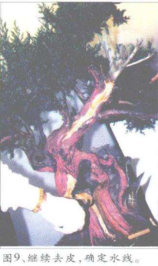 图解 郑诚恭怎么丝雕柏树盆景的25个步骤