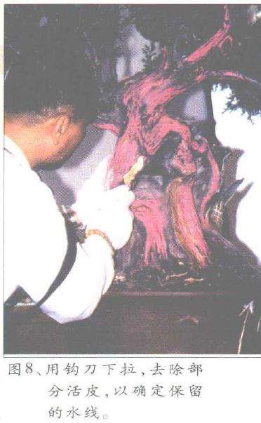 图解 郑诚恭怎么丝雕柏树盆景的25个步骤