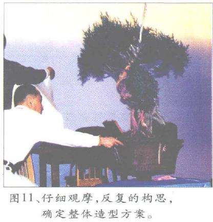 图解 郑诚恭怎么丝雕柏树盆景的25个步骤