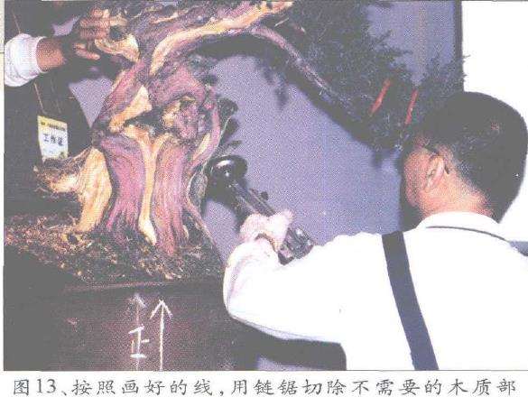 图解 郑诚恭怎么丝雕柏树盆景的25个步骤
