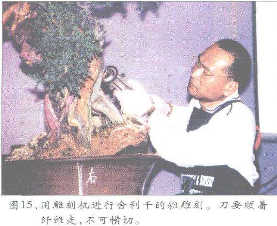 图解 郑诚恭怎么丝雕柏树盆景的25个步骤