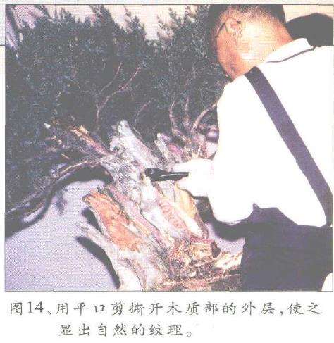 图解 郑诚恭怎么丝雕柏树盆景的25个步骤