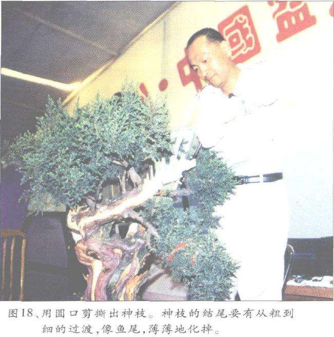 图解 郑诚恭怎么丝雕柏树盆景的25个步骤