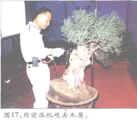 图解 郑诚恭怎么丝雕柏树盆景的25个步骤