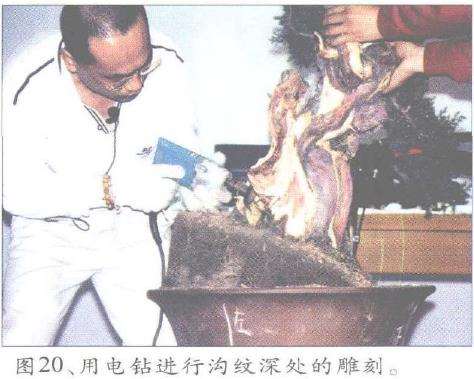 图解 郑诚恭怎么丝雕柏树盆景的25个步骤