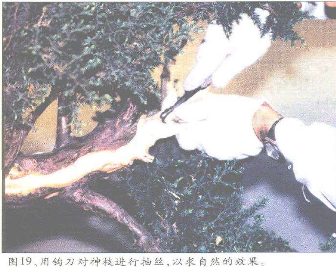 图解 郑诚恭怎么丝雕柏树盆景的25个步骤