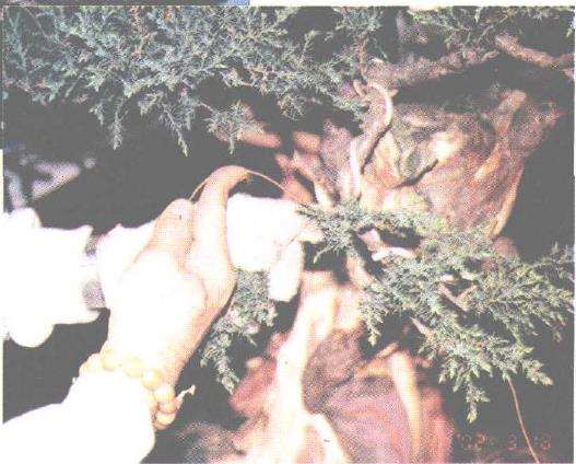 图解 郑诚恭怎么丝雕柏树盆景的25个步骤