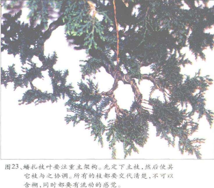 图解 郑诚恭怎么丝雕柏树盆景的25个步骤