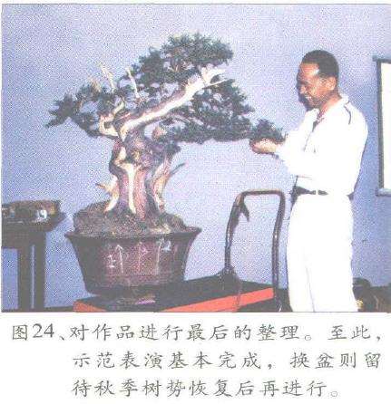 图解 郑诚恭怎么丝雕柏树盆景的25个步骤