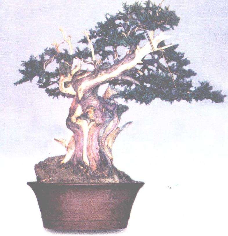 图解 郑诚恭怎么丝雕柏树盆景的25个步骤