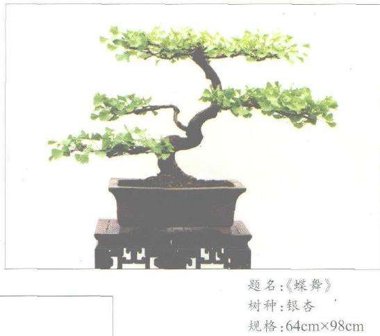 泰州扬派盆景万氏第六代传人 万瑞铭