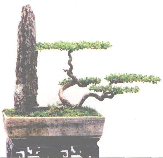 泰州扬派盆景万氏第六代传人 万瑞铭