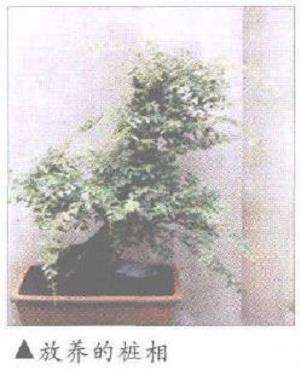 怎么处理好雀梅盆景造型与养护的关系