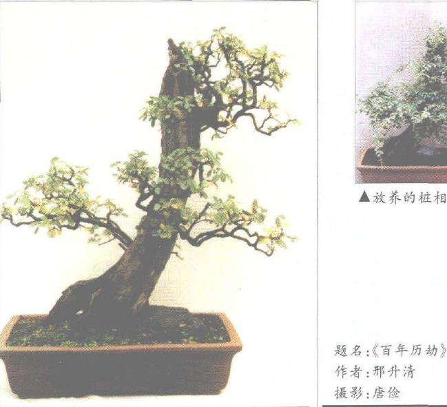 怎么处理好雀梅盆景造型与养护的关系