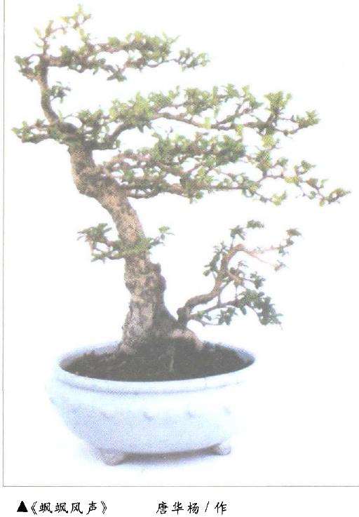 福建茶盆景怎么养护的4个问题