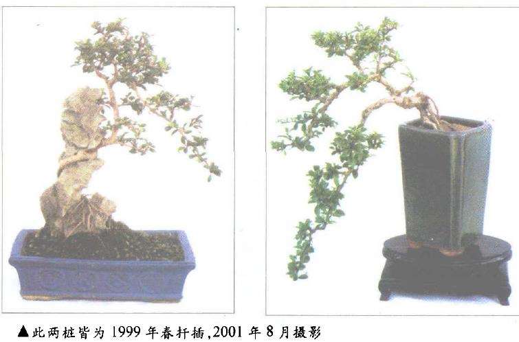 福建茶盆景怎么养护的4个问题