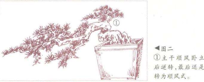 图解 飘枝半悬崖盆景怎么造型的3个方法