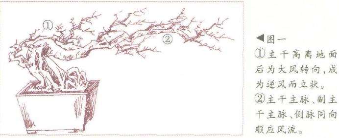 图解 飘枝半悬崖盆景怎么造型的3个方法