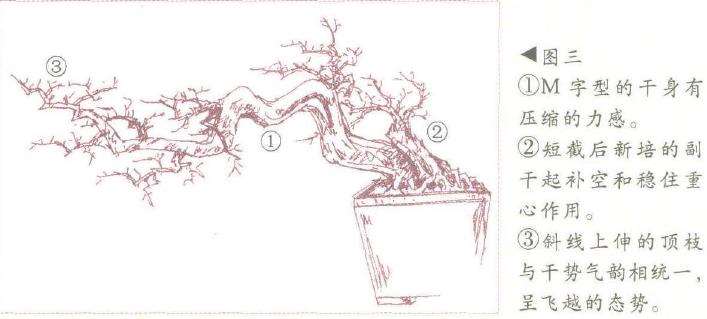 图解 飘枝半悬崖盆景怎么造型的3个方法