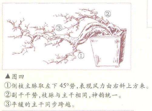 图解 飘枝半悬崖盆景怎么造型的3个方法