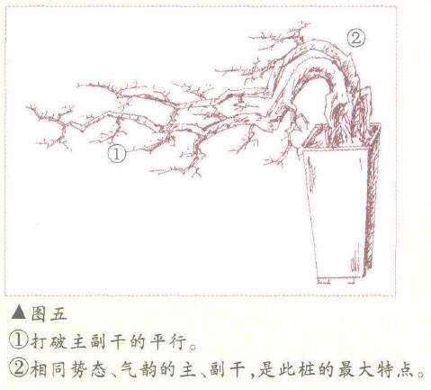 图解 飘枝半悬崖盆景怎么造型的3个方法