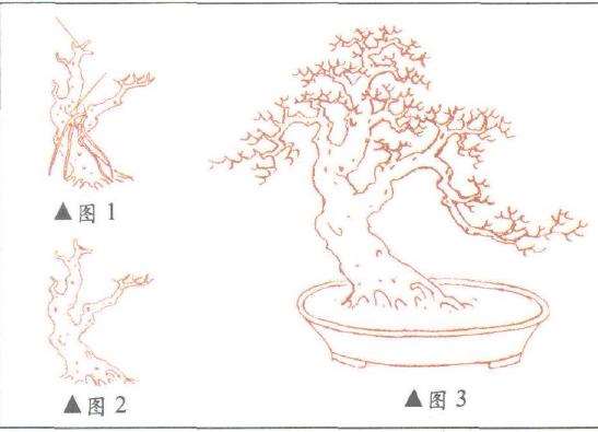 图解 一本双干盆景怎么造型 方法1