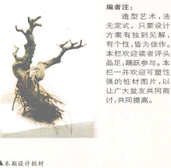 图解 一本双干盆景怎么造型 方法1