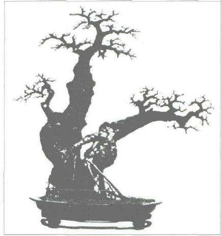 图解 一本双干盆景怎么造型 方法2