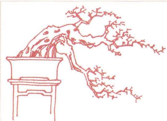 图解 一本双干榆树盆景怎么造型 方法3