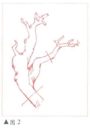 图解 一本双干榆树盆景怎么造型 方法5