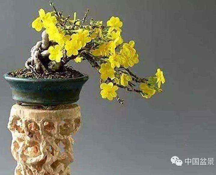 迎春花盆景怎样繁殖 什么季节上盆好