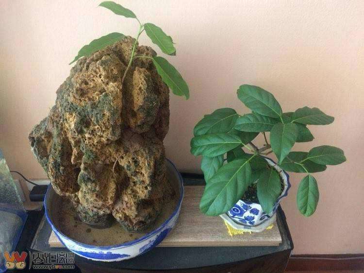 黄桷树盆景能否高压和扦插繁殖