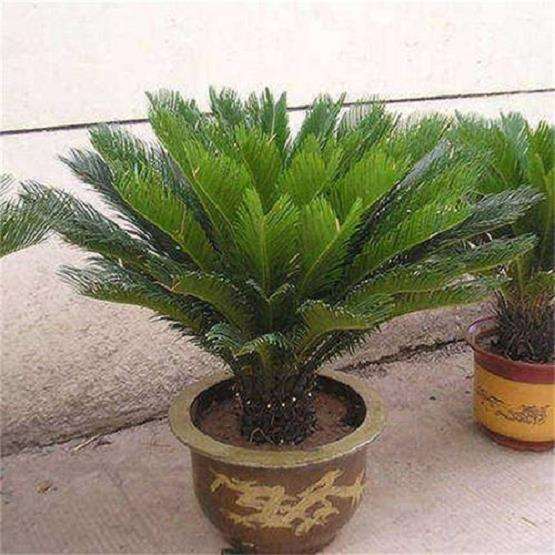 苏铁盆景有黄色圆斑 是什么虫害