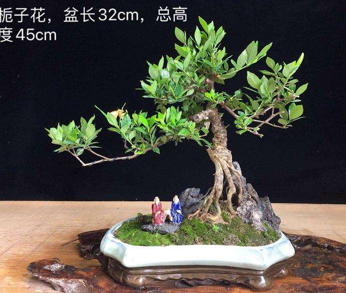 栀子花盆景叶片变黄色 有2个原因