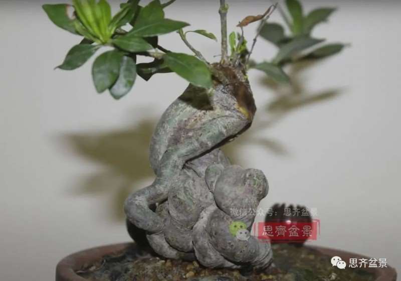 图解 提根栀子下山桩的9年制作成盆景