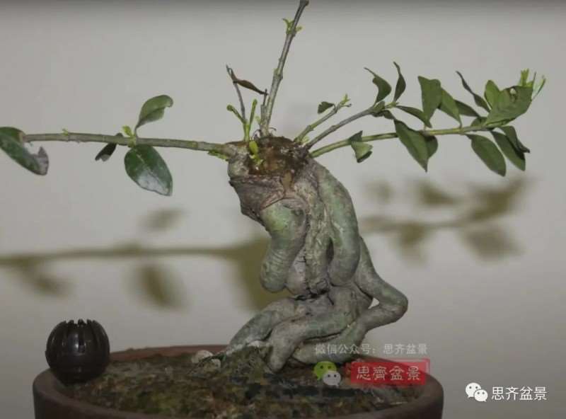 图解 提根栀子下山桩的9年制作成盆景