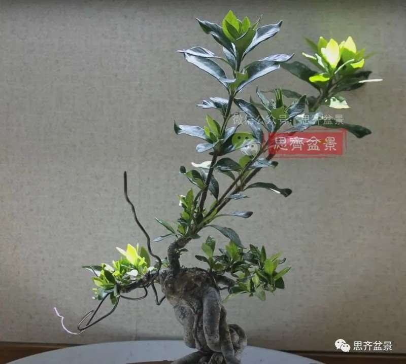 图解 提根栀子下山桩的9年制作成盆景