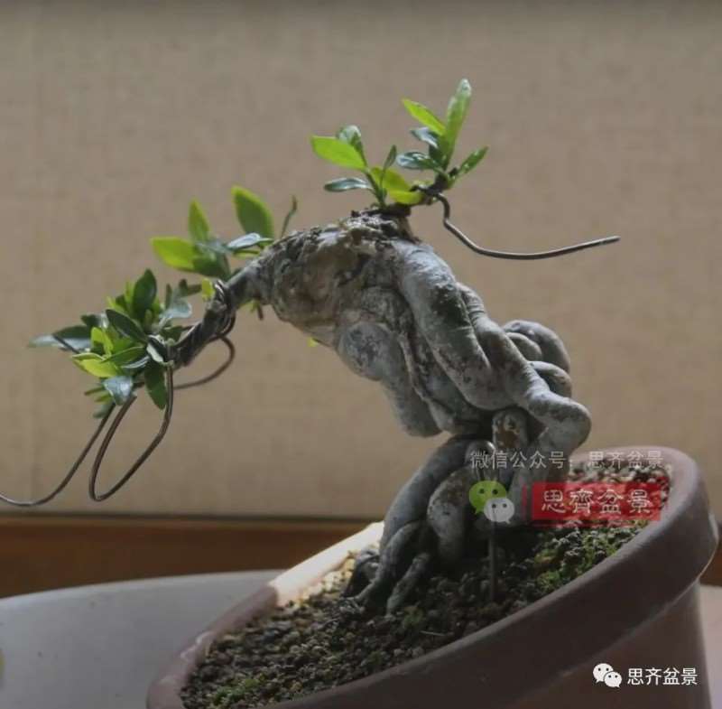 图解 提根栀子下山桩的9年制作成盆景