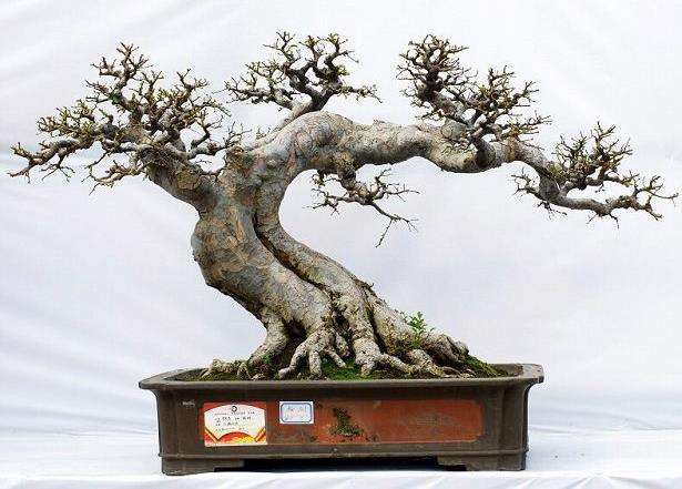 什么是岭南盆景的脱衣换锦