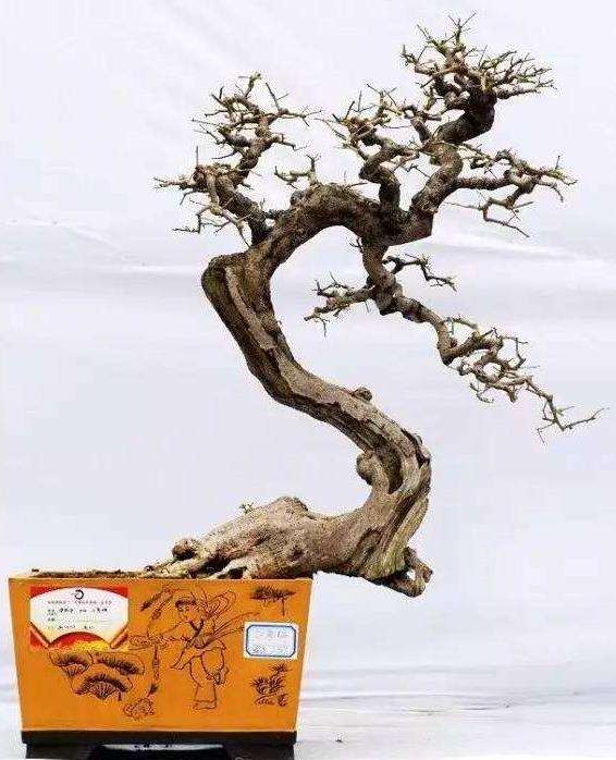 盆景应怎样使用矮壮素一类药