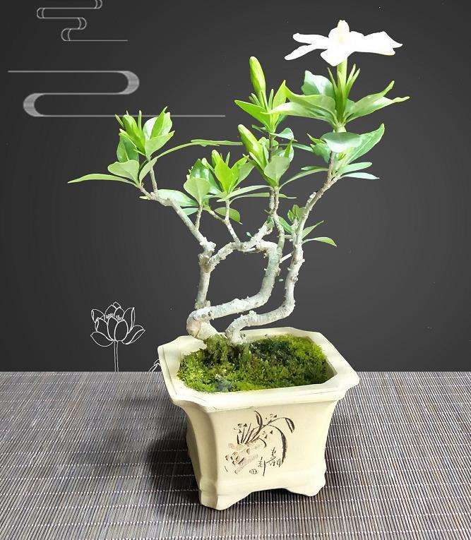 栀子花盆景的叶背有许多小椭圆形白色物