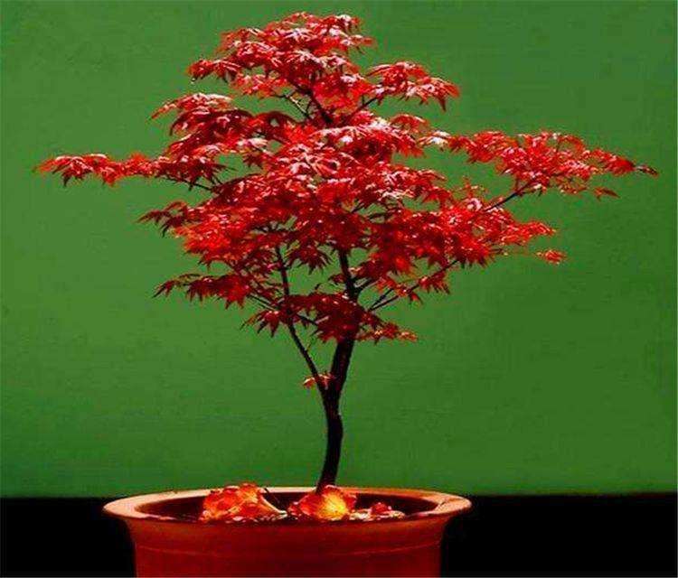 红枫盆景叶片变绿 该怎么办