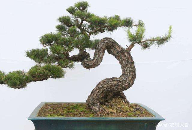 马尾松盆景什么时候采桩最为适宜