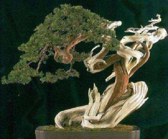 学习书法 对制作盆景很有帮助