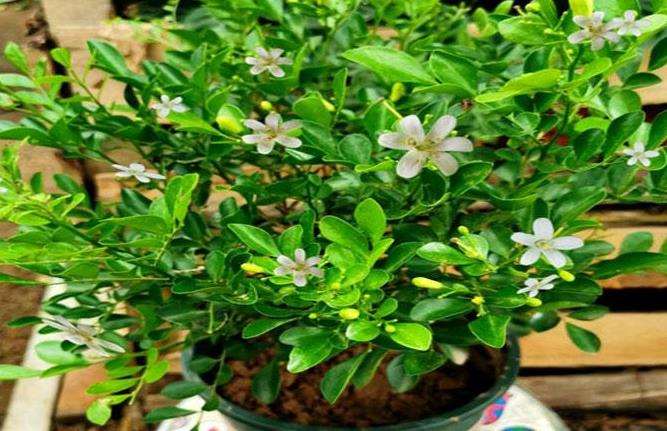 九里香盆景叶子起了黄斑点 用什么药防治