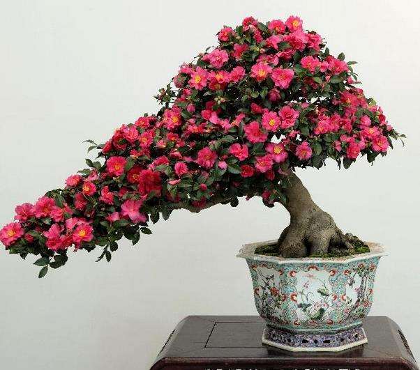 嫁接茶花盆景是否可采取药剂