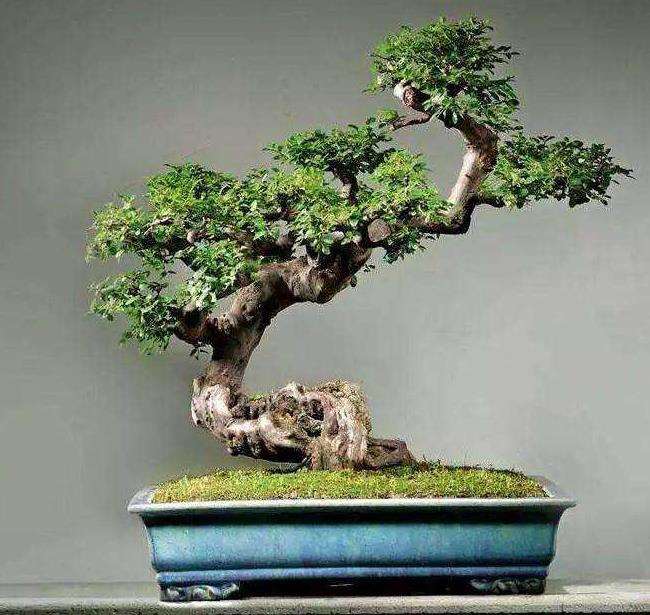 雀梅盆景发枝数量少 这是为什么